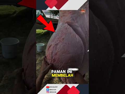 Ternyata ini isi di dalam punuk unta😱