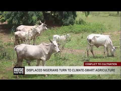 YouTube video thumbnail: Displaced Nigerians Turn To Climate-Smart Agriculture