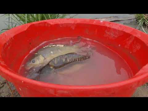 Amazing Big Fish Hook Fishing in River