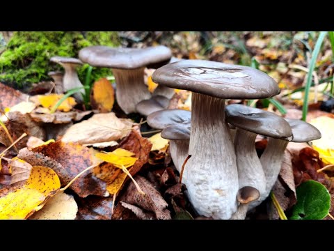 30 MINUTES AND A BUCKET OF MUSHROOMS. A GREAT MUSHROOM-PICKING TIME. Mushroom picking.