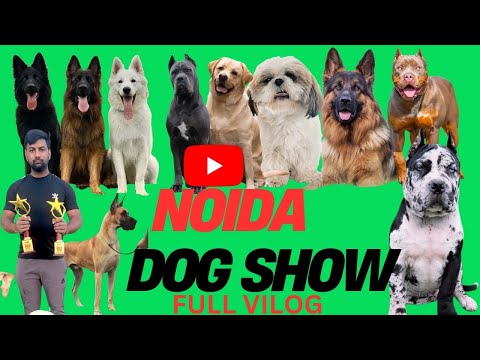 2025 best show in noida🐕🦮 #trending #pitbull #pets