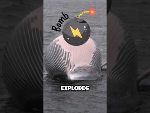 Dancing on a Whale Bomb! 💣🐋
