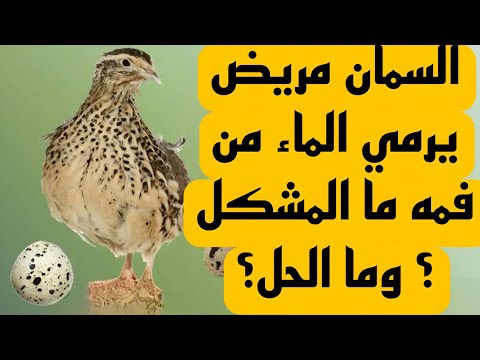 ⚠️ مرض خطير يصيب السمان! يرمي الماء من فمه | الأسباب والعلاج الفوري 🐥🚑