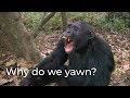 Contagious Yawning Insights