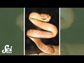 Understanding Snake Climbing Techniques