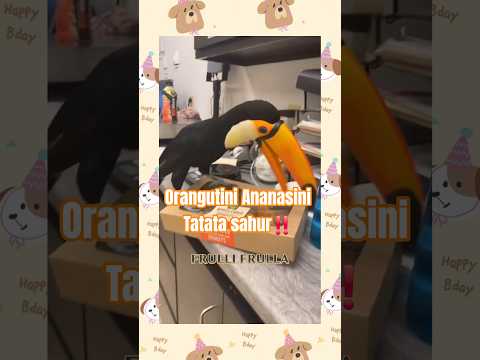 Orangutini Ananasini Tatata sahur‼️#anomali #tungtungsahur #brainrot #meme #bismillahfyp 
