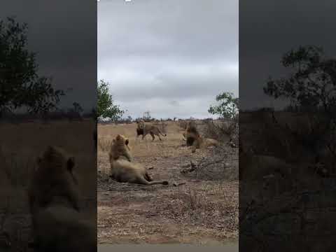 Stupid tourist gets off his vehicle 😱😮 #greaterkruger #babyanimals #babymammals #kruger #lion