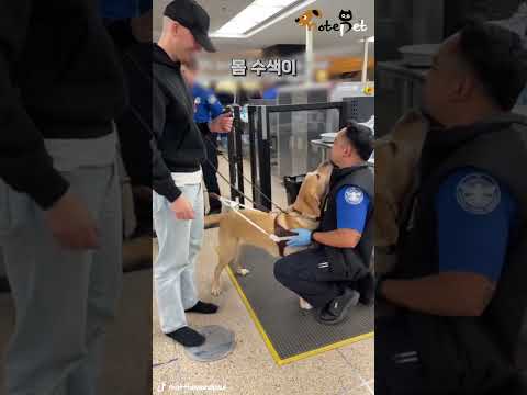 몸 수색 받아도 신나는 리트리버