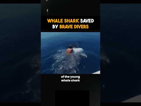 Divers Save Entangled Whale Shark 🐋