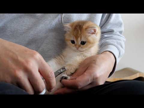 Kitten Pucca was quiet and smart during the nail clipping.