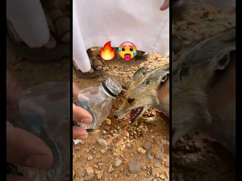 يا مسكين لاهبه حر الصيف حصيني عطشان من شدة الحرارة في الصيف #السعودية #حصيني #ثعلب حرارة الصيف
