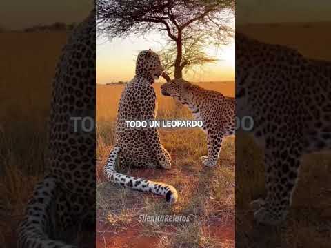 La fuerza que llegó disfrazada #animals