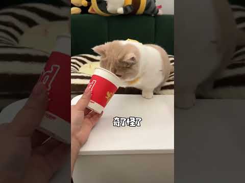 Every day is different. Everything is cute. My cat and I. What bad intentions can a kitten have?