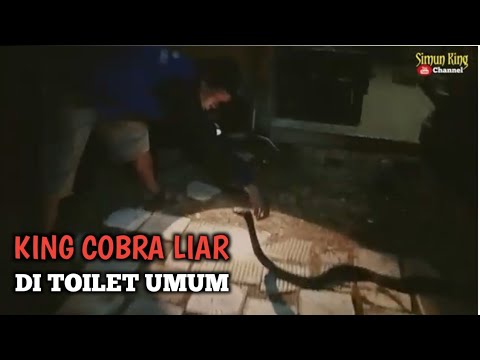 KING COBRA LIAR MELINGKAR DI ATAS TOILET UMUM