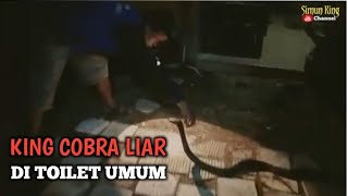 KING COBRA LIAR MELINGKAR DI ATAS TOILET UMUM