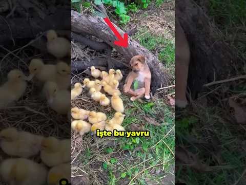 Bu Yavru Köpek Ördek Yavrularını Korurken Uyuyakaldı