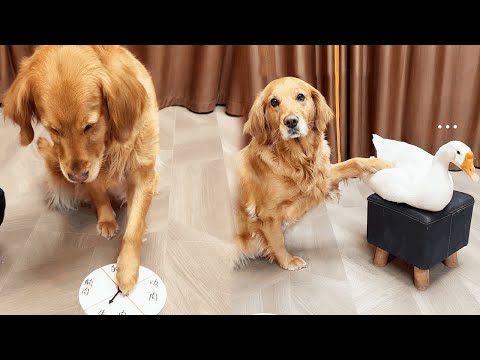 Funny Dog |Every action of the dog is full of scheming #cuihuastory #cute pet