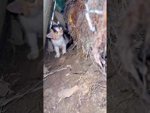 Rescue cute kitten ???❤️ #kitty #meow #catlover #cutecat #kitten #cat #catvideos #foryou #fypシ
