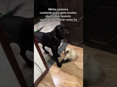 Tá até mancando por causa da mordida 😂😂 #cachorros #gatos