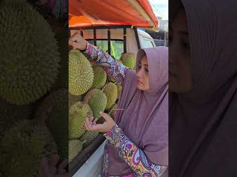 BELI DURIAN MONTONG MALAH BELUM MATANG!