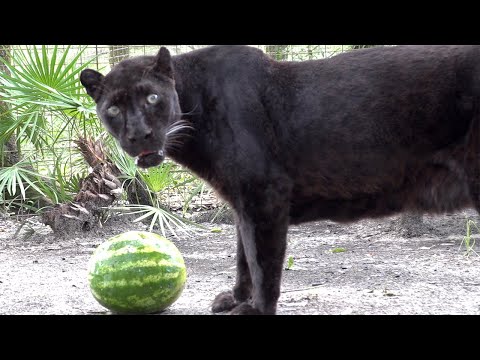 Do BIG Cats Like Watermelon?