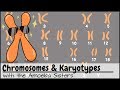 Understanding Chromosomes and Karyotypes