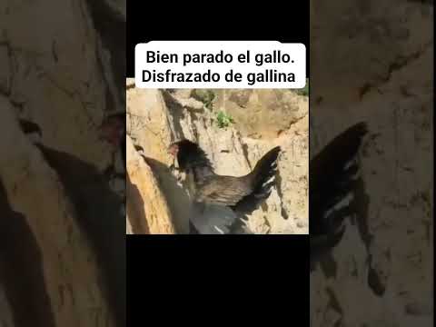 Defendiendo a los pollos 🐤