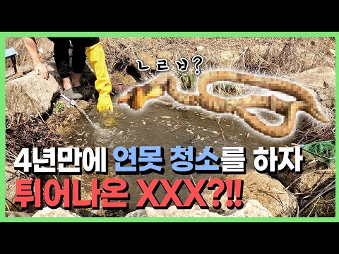 연못에서 갑자기 잡아먹히는 개구리... ㄷㄷ..
