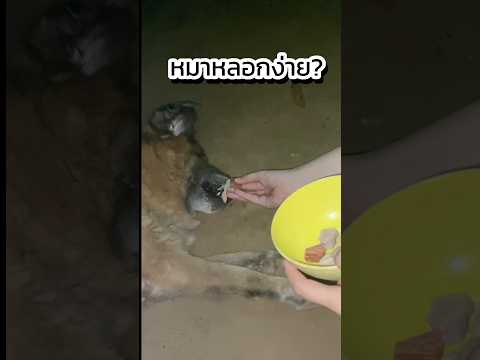 หมาหลอกง่าย? #เคทรีวิว #หมา #หมาน่ารัก #สุนัข #หมาจรจัด #ป้อนยาหมา #หมาแก่ #หลอกหมา #ยาหมา