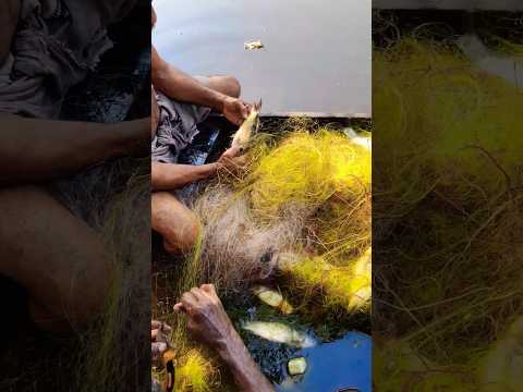 മീൻ കള്ളന്മാരെ തുരത്തി ഓടിച്ചു?#fish #fishing #fishingvideo #nature #natural #trend #trending #short