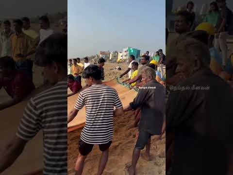 😍😍பெருவலையில் இவ்வளவு கொமார பாறை மீன்களா? ?? #neithalmeenavan #fishing #seafood #fish #beach