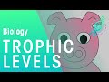 Exploring Trophic Levels in Food Chains