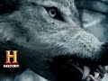 Domestication and Roles of Dogs