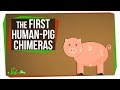 Chimera Research and Organ Transplantation
