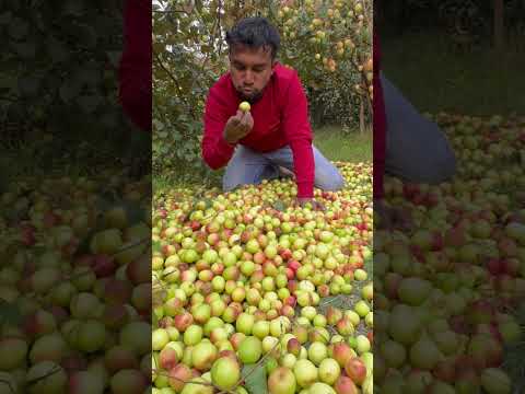 লাল সুন্দরী আপেল কুল গাছ থেকে এভাবে পেরে খেতে লাগে