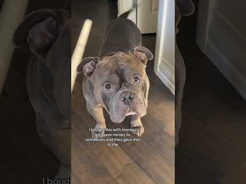 Best. Purchase. Ever. #dogs #cutedogs #bulldog #americanbully