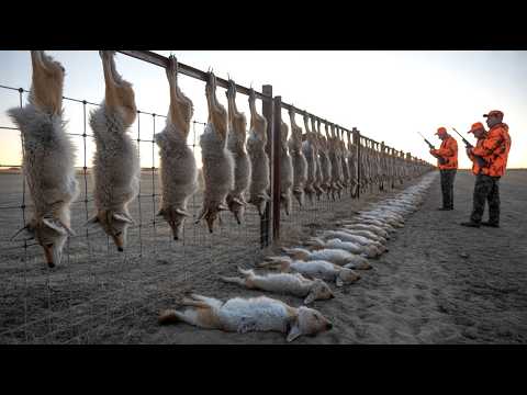 How Farmers Deal With Hundreds of Foxes in the Field| Extreme Foxes and Coyotes Hunting