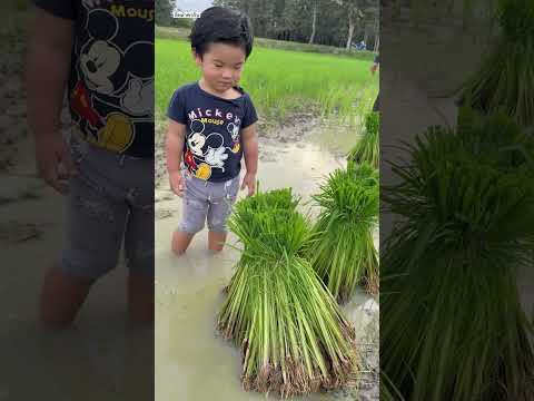 น้องยูทูปมาให้กำลังใจยายดำนาครับผม พาคุณยายแม่ๆป้าๆชมบรรยากนาครับ