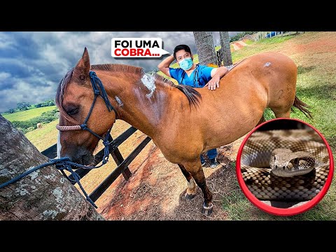 UMA COBRA PICOU MEU CAVALO URGENTE 🚨