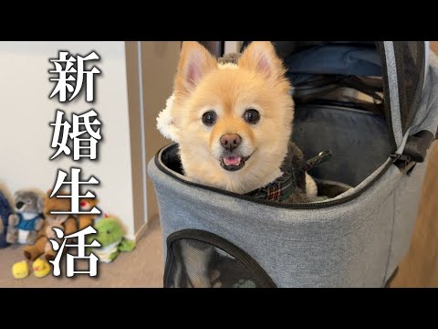 新婚夫婦と愛犬の休日デートはこちら【お祝い編】