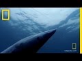Shark Conservation and Threats