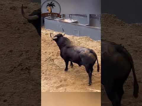 Guerreros por naturaleza