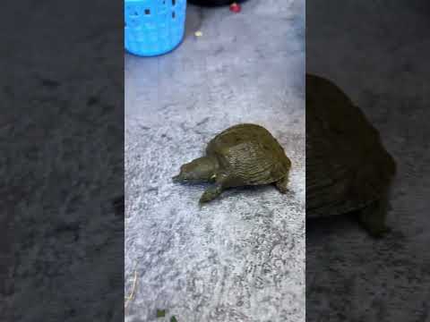 this video is made for education parpose only