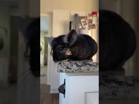 Share if you agree with them 🥰🧊 #chinchilla #cute #pets #fyp