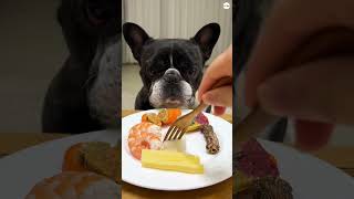 funny video dog eating food