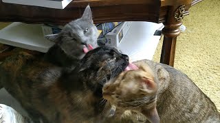 Sister cats Grace, Mercy, and Patience love each other very much.