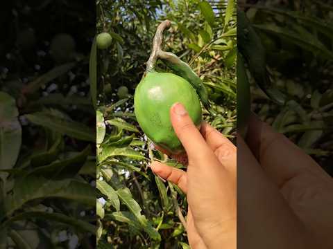 ফলের রাজা 🥭আম -কে আজ মাটি দিয়ে বানালাম 🤗#art #clay #craft #mango #shorts #viralvideo #minivlog
