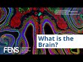 What is the Brain?