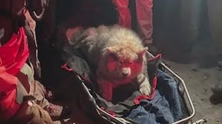 Injured husky rescued from Oregon’s Olallie Butte summit