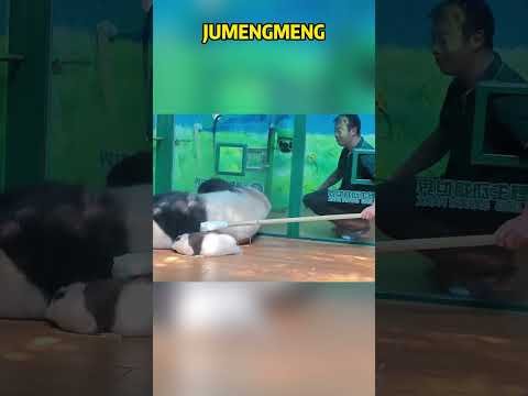 偷猫其实很简单，你学废了吗？ #panda #pandafushun #cute #adorablepanda #funny #cutepanda #pandalove #pandalife